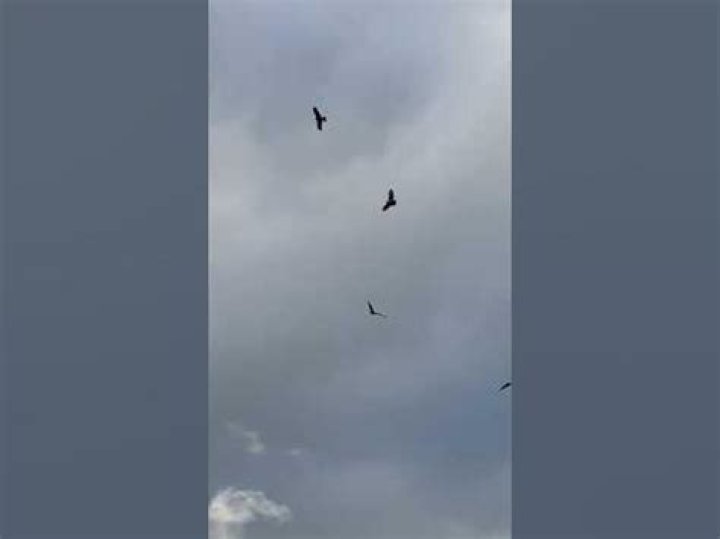 Why do red kites whistle?