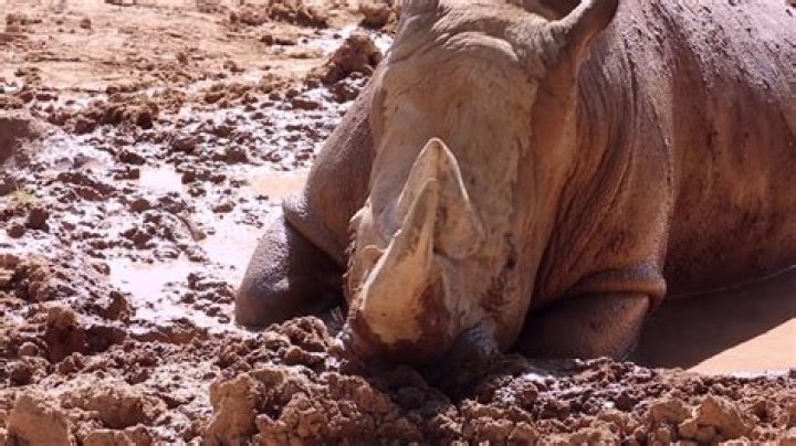 Why do rhinos wallow in mud?