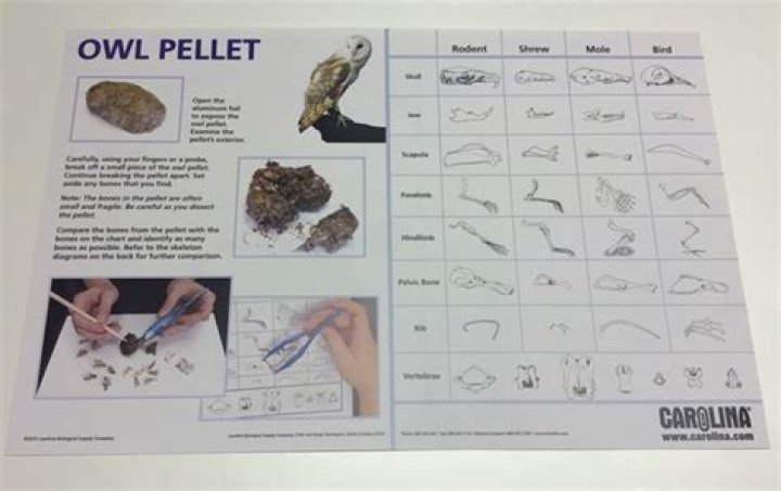 Why do scientists dissect owl pellets?