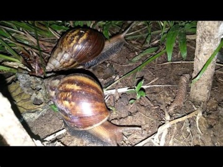 Why do snails come out at night?