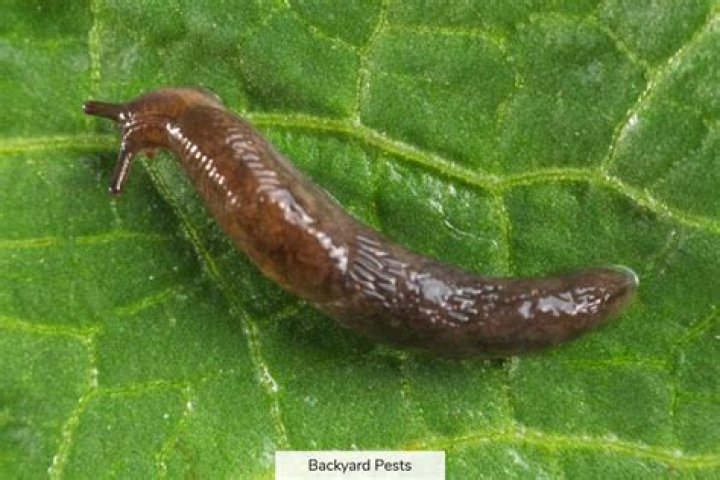 Why do snails have shells but slugs don t?