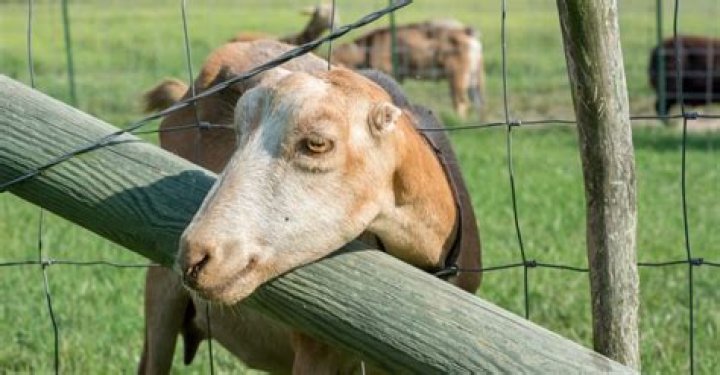 Why do some goats not have ears?