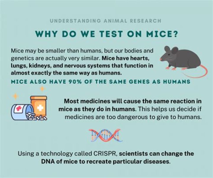 Why do they test on mice?
