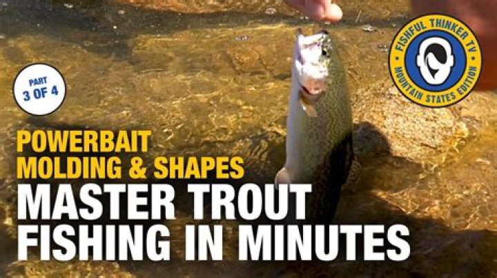 Why do trout eat PowerBait?