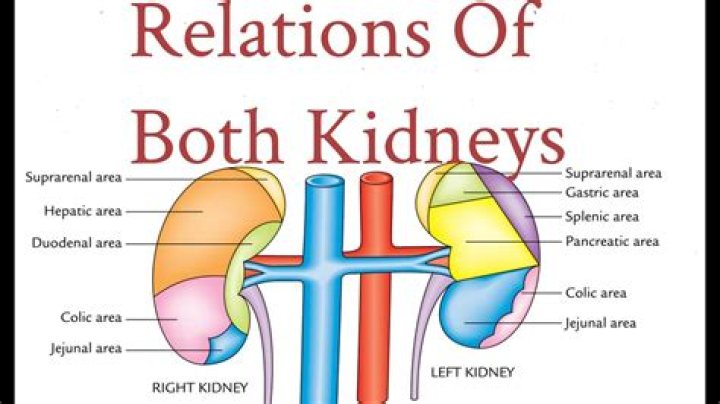 Why do we need both kidneys?
