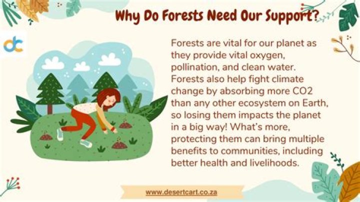 Why do we need to save the forest?