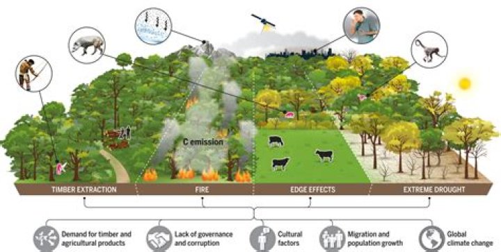 Why do we need to study deforestation?
