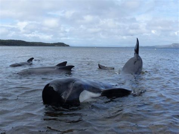 Why do whales and dolphins strand?