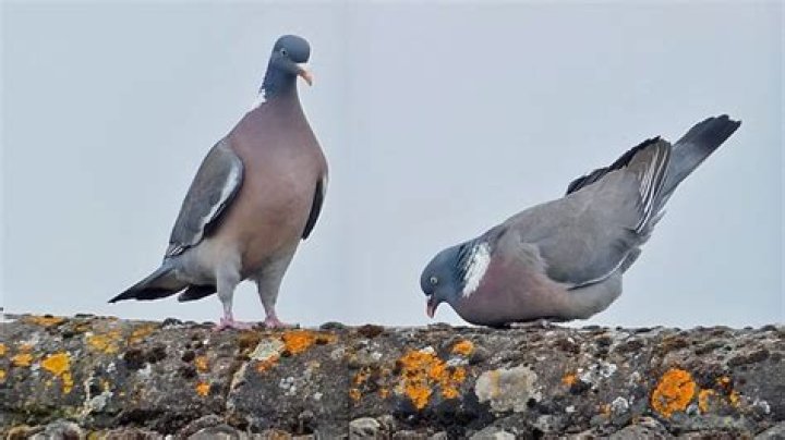 Why do wood pigeons bow?