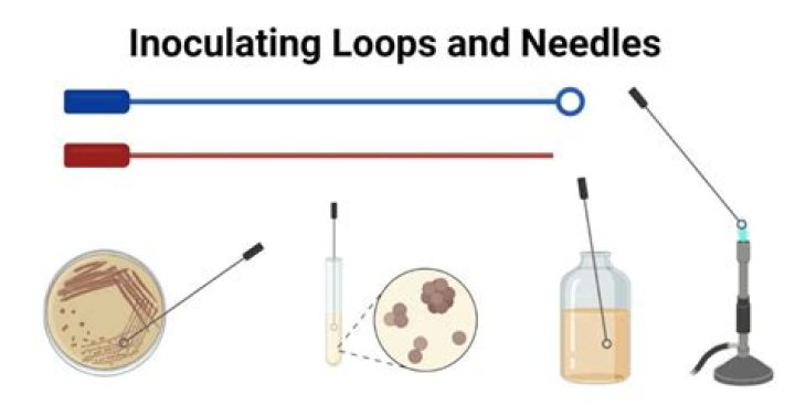 Why do you use an inoculating loop instead of a needle?