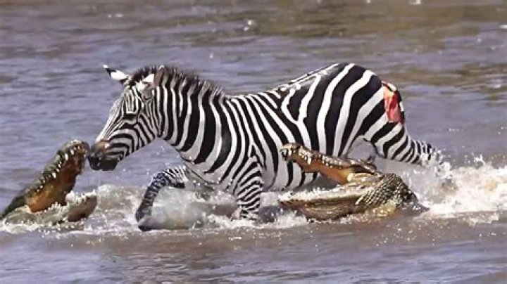 Why do zebra attack babies?
