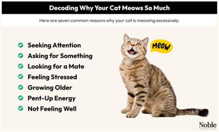 Why does a stray kitten keep meowing?