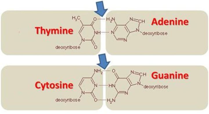 Why does adenine pair with thymine and guanine?