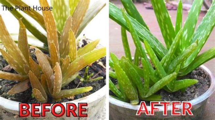 Why does an aloe plant turn brown?