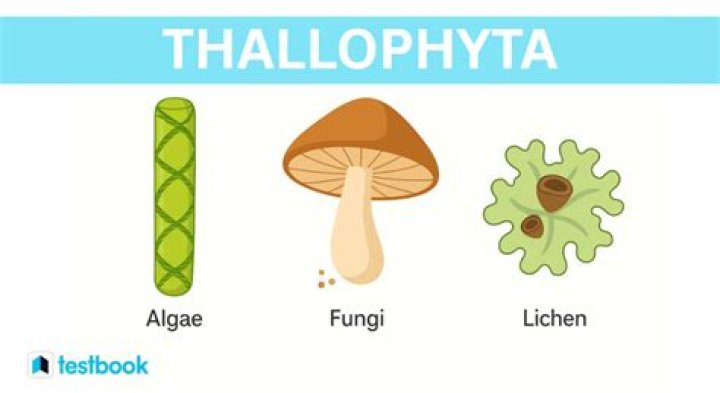 Why does fungi belong to Thallophyta?