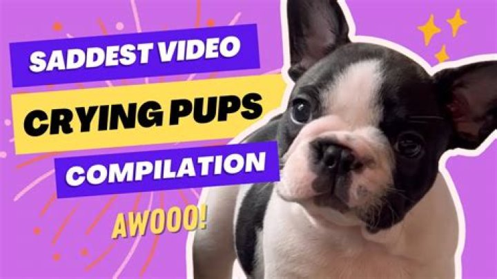 Why does my American bulldog cry so much?