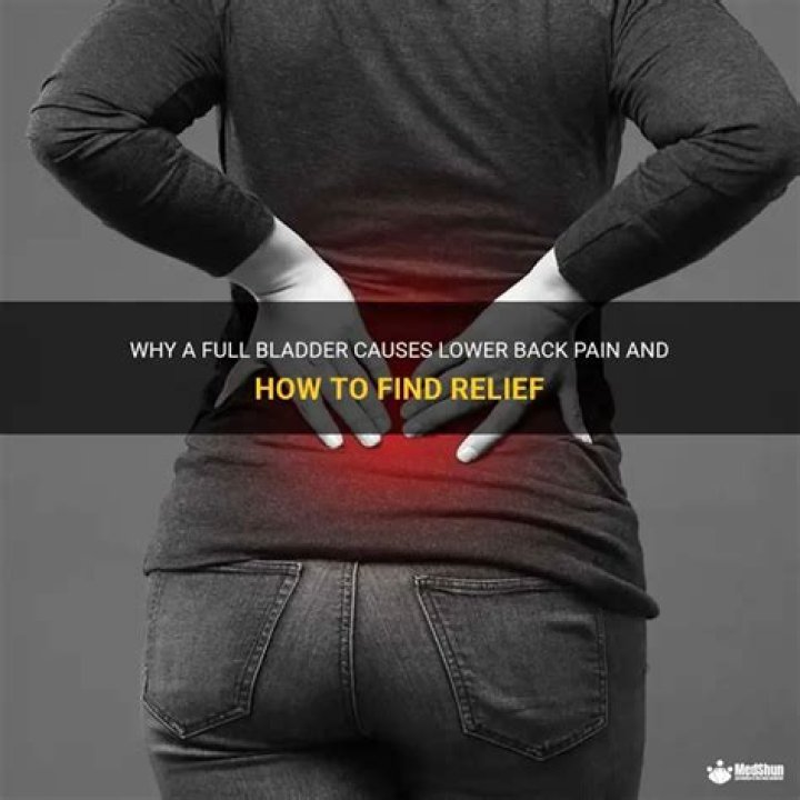 Why does my bladder and lower back hurt?