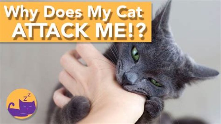 Why does my cat attack my legs at night?