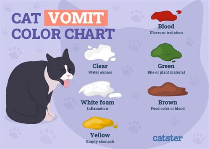 Why does my cat have brown drool?