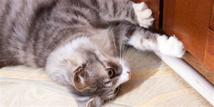 Why does my cat paw at closed doors?