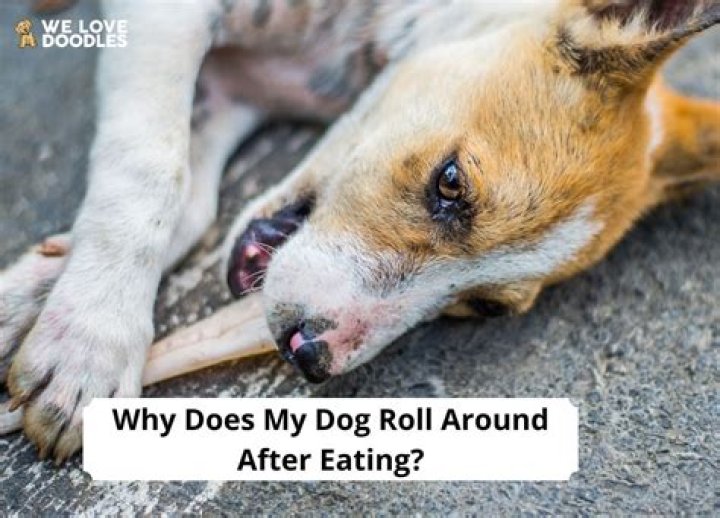 Why does my dog bring her food to the couch?