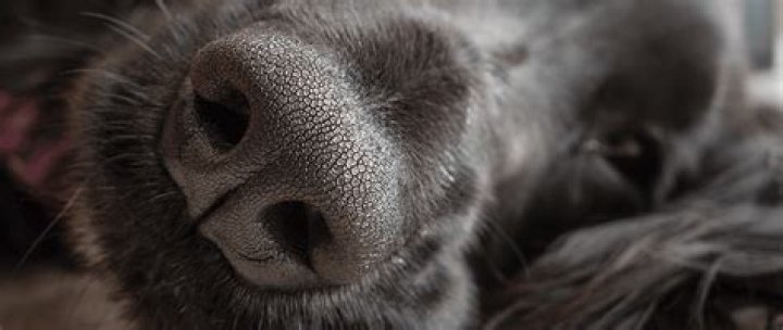 Why does my dog have dried tears?