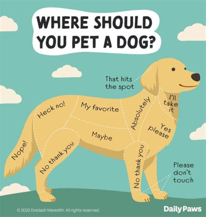 Why does my dog slip on laminate?