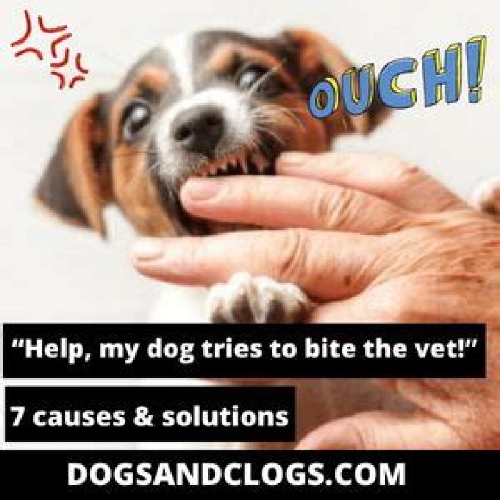 Why does my dog try to bite the vet?