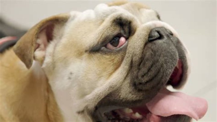 Why does my English bulldog have eye boogers?