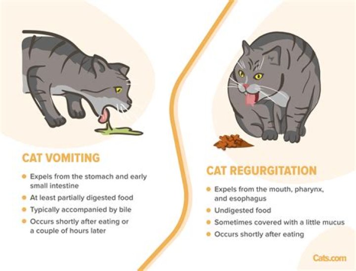 Why does my old cat vomit so much?