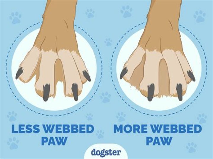Why does my pitbull have webbed feet?