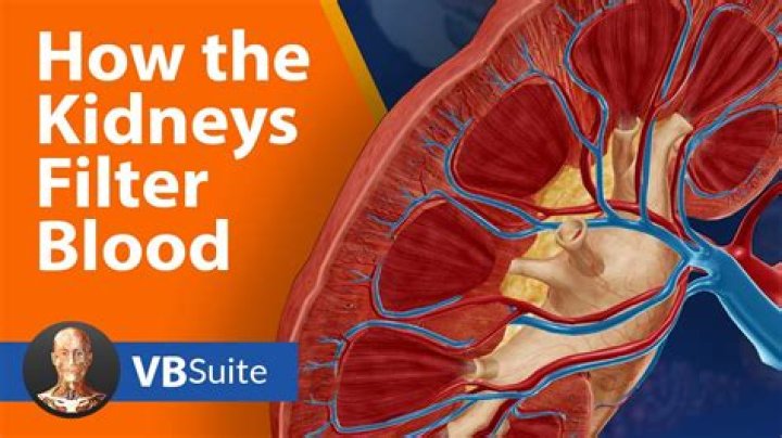 Why does the kidney filter blood?