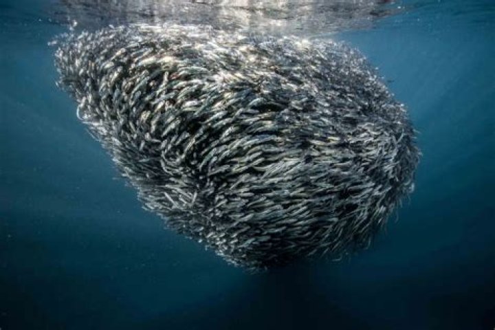 Why does the Sardine Run happen?