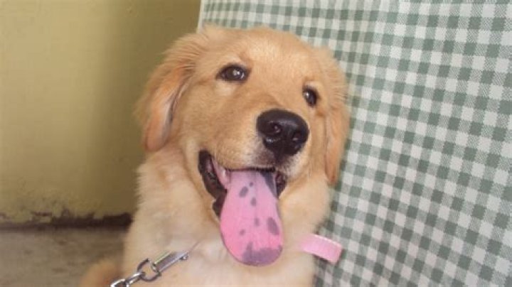 Why has my dog got a black spot on his tongue?