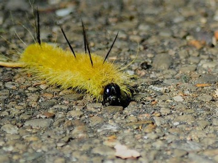 Why is Caterpillar yellow?
