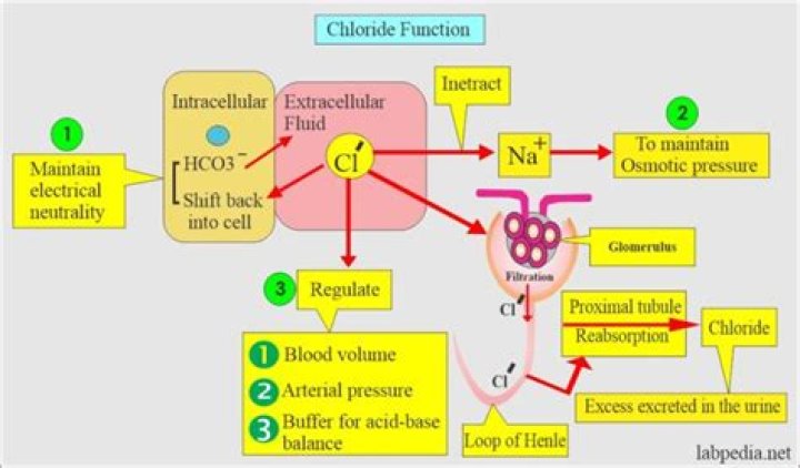 Why is chloride increased in cystic fibrosis?