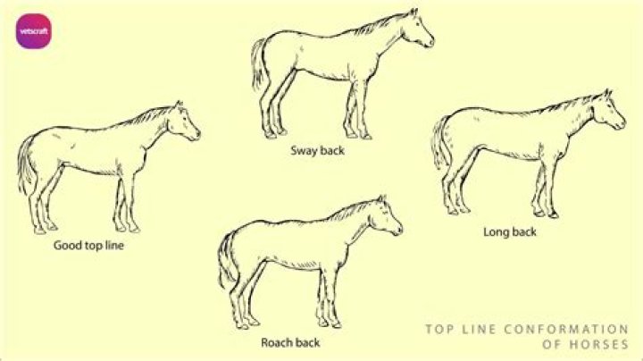Why is conformation in horses important?