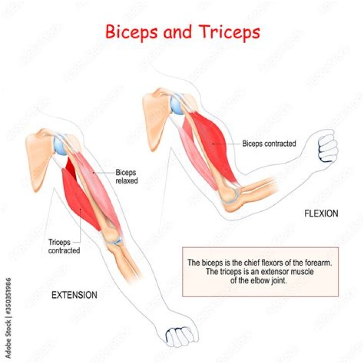 Why is it called triceps?
