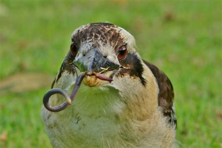 Why is it important to feed wild birds?
