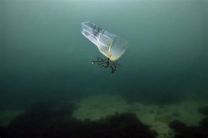 Why is marine life in danger?