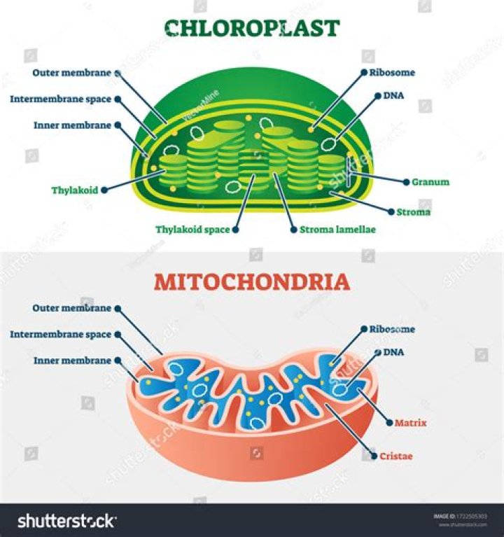 Why is mitochondria better than chloroplast?