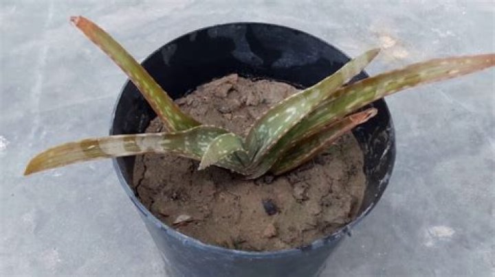 Why is my aloe plant lumpy?
