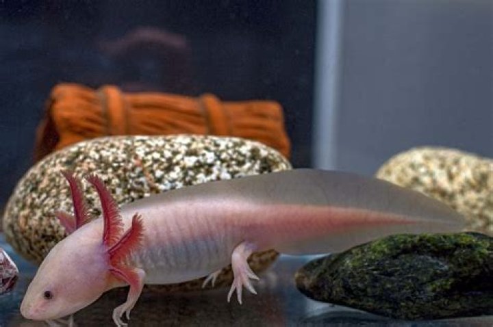 Why is my Axolotl pink?