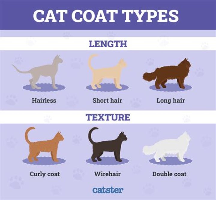Why is my cat's fur coarse?