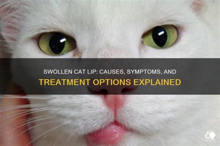 Why is my cat's lip swollen?