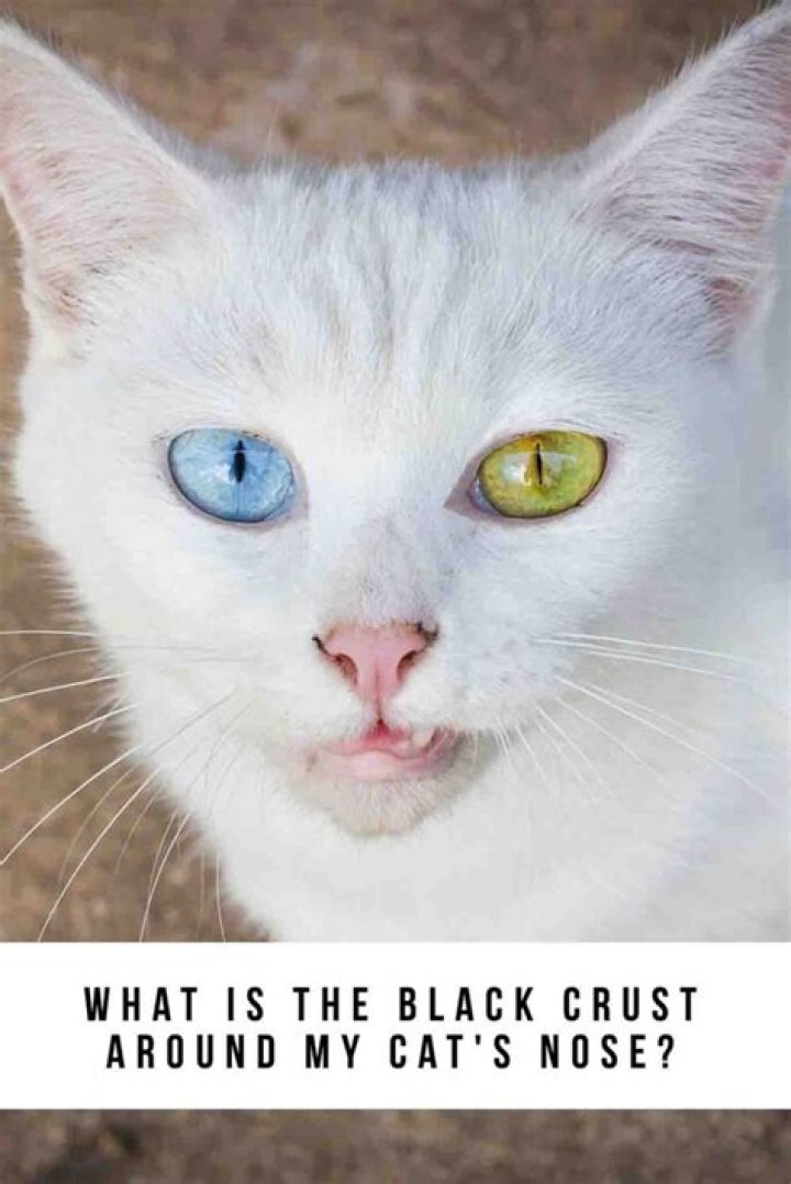 Why is my cat's nose black?