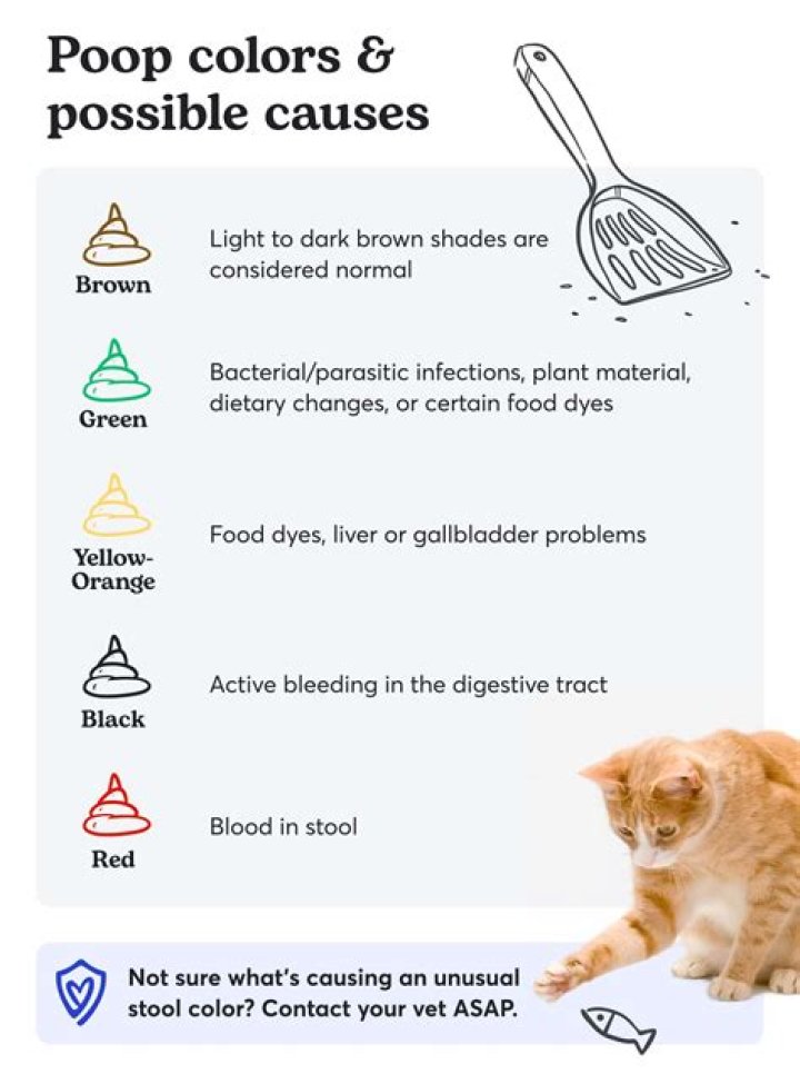 Why is my cat's temperature low?