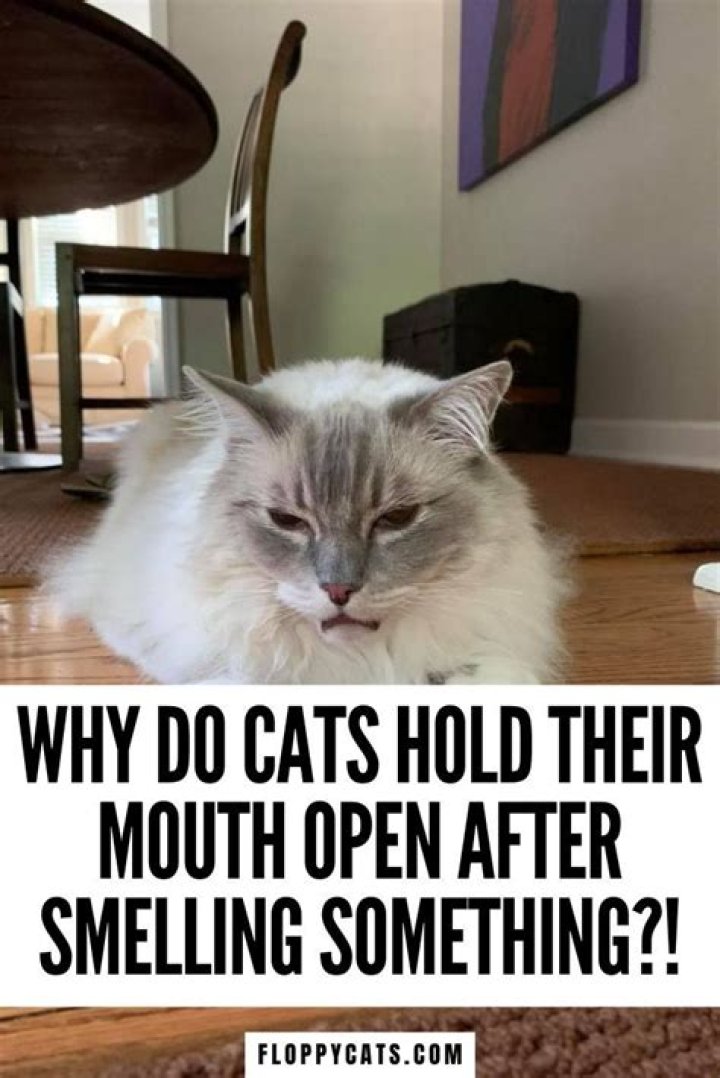 Why is my cat clicking her mouth?