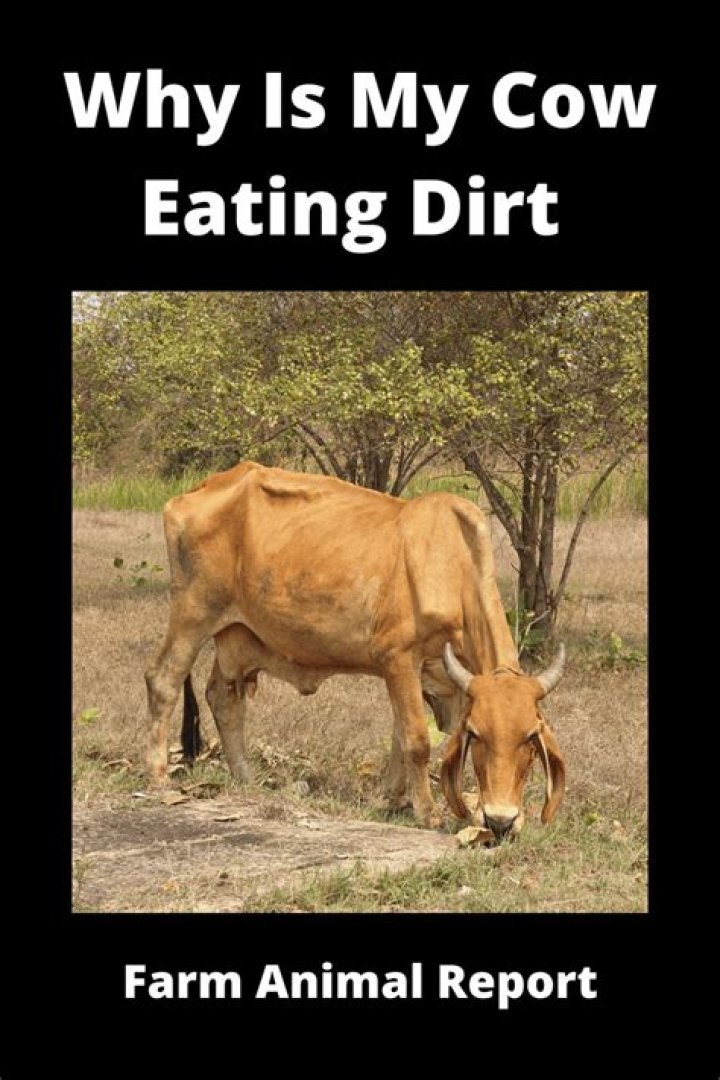 Why is my cow eating dirt?