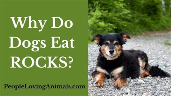 Why is my dog eating gravel?